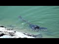 Water Snake Frightens Away Cormorant Bird In Water