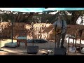 John Wesley Harding - Scared Of Guns