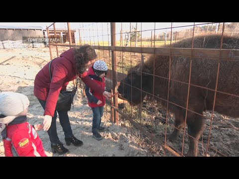 В центре экологического туризма, который находится под Гомелем, появились зубры видео
