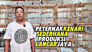 Download lagu CANARY BREEDERS‼️SIMPLE method for smooth and successful production... mp3 Download lagu CANARY BREEDERS‼️SIMPLE method for smooth and successful production... mp3