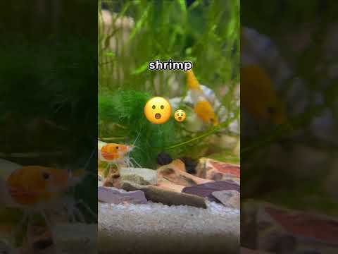 Water Pump Issue! 💧 Fluval Flex 9 Gallon Aquarium 🐠 #shrimptank #aquarium #fluval #freshwater