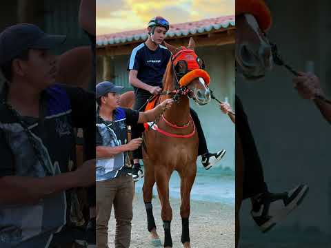 A corrida mais esperada de Chorrocho-BA #quartodemilha #cavalo #haras