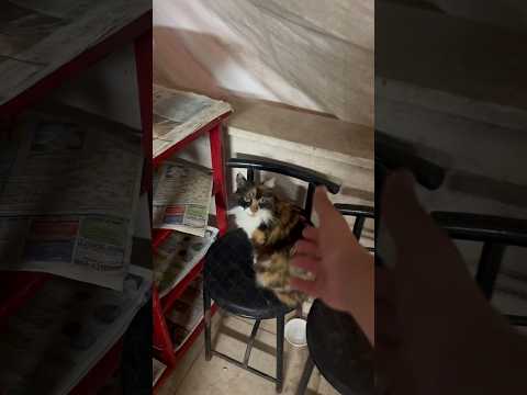 The Mitzi  #cats #catvideos #cat ￼