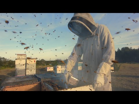 Beekeeper video 1