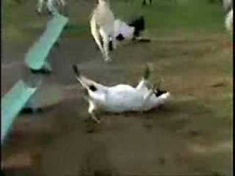 viktoria2003’s Video 67445821459 GOJTwaWh9-k