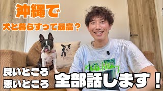 【沖縄移住を考えている人必見】犬と暮らすなら沖縄って実際どうなの?
