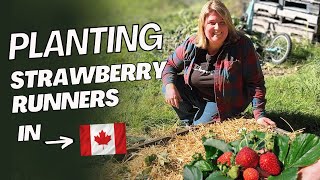 Planting Strawberry Runners In the Fall, In A Cold Climate