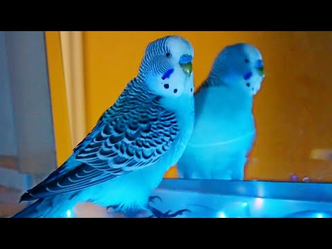 Music for Budgies to Dance Budgie Sounds Compilation