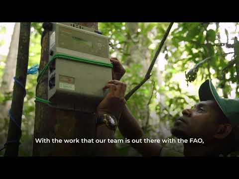 Aprovechar la innovación: el papel de Papúa Nueva Guinea en el programa AIM4Forests