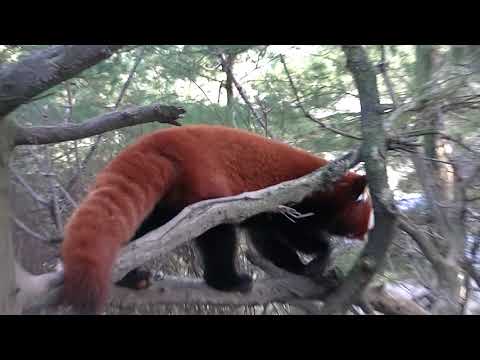 Squeaky Red Panda