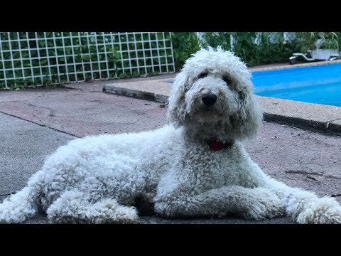 Composting ￼ casket￼