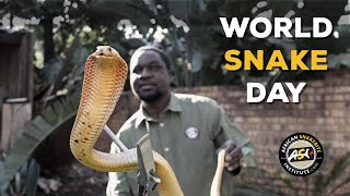 Snakes of Africa - why they matter
