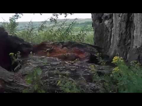 Plopul de la Rafaila (1)