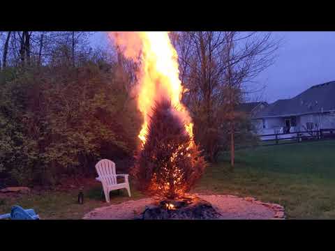 Lighting a Christmas tree on fire!