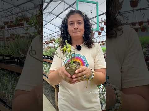 Albuca 'Frizzle Sizzle'