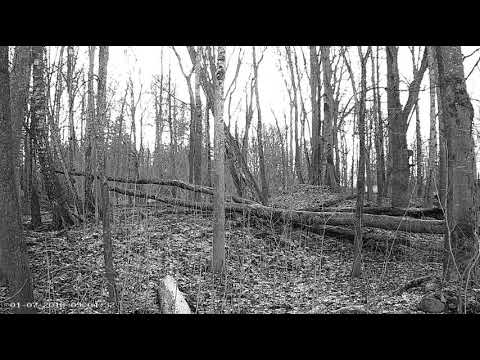 Ilves Lynx 2018-01-07 Lynx on the left 9:04