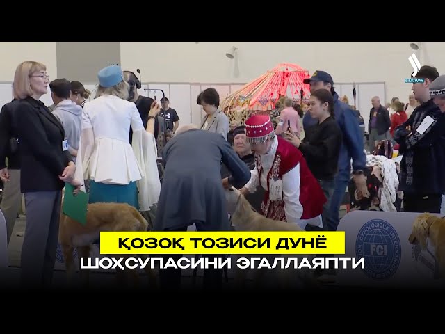 Қозоқ тозиси дунё шоҳсупасини эгаллаяпти