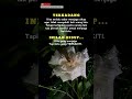 Kata Kata Bijak Tentang Kehidupan Penuh Makna Mendalam Videomotivasi Motivasihidup Quotes Shorts