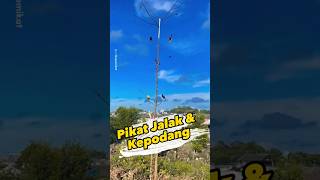 Download lagu Attracting starlings and golden orioles #bird lure #sticky bird mp3