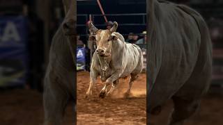 Cobiçado Melhor Touro da Expo Palmeira 2026 🐂