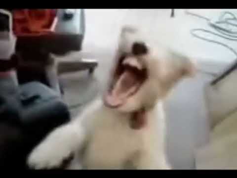 Dog laughing meme 🗿 #dogmemes #meme #doglaughs
