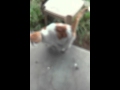 Cool cat 