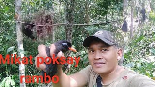 Download lagu Cara mikat poksay Rambo atau poksay betmen. atau patok merah mp3