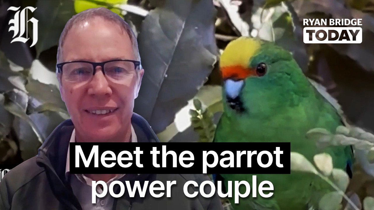 Meet the parrot power couple saving their species | Ryan Bridge TODAY