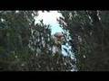 Carol of the birds.Pau Casals.El cant dels ocells.Mallorca.