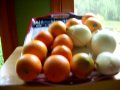 oranges behind peeled onions
