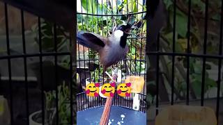 Download lagu Poksay Hongkong gacor menari nari!!! mp3