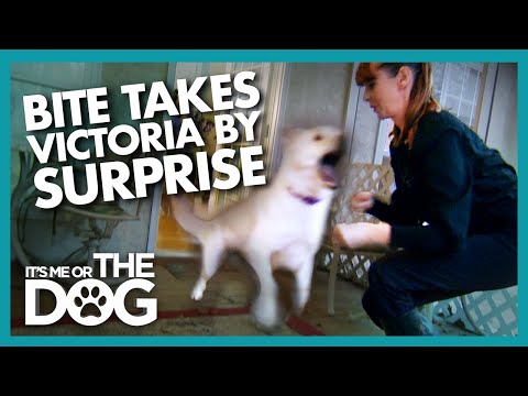 Surprise Attack During Training Shocks Victoria | It's Me or the Dog