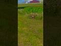 Hank Meets Bambi Dog Hunting Beagle Whitetaildeer