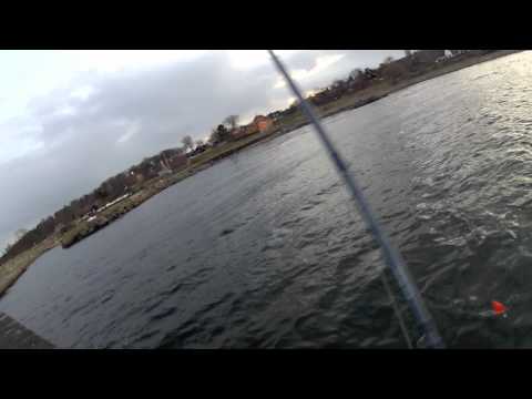 Havørred fra mole