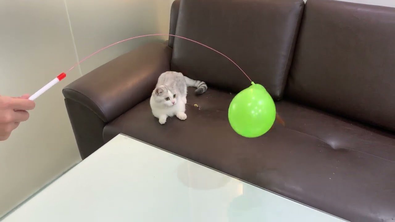 Cutecat Moments Funny Little Kitten Chasing a Balloon 💙💖