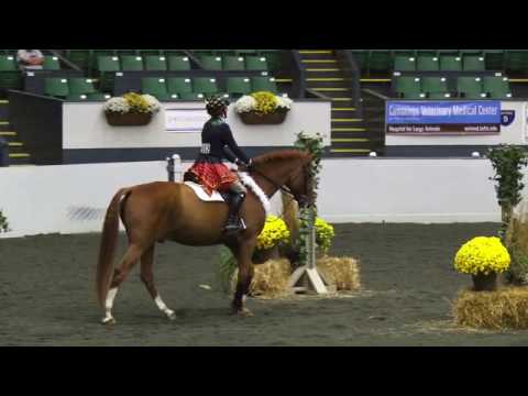 Video of CONSANTO ridden by ADELAIDE TOENSING from ShowNet!