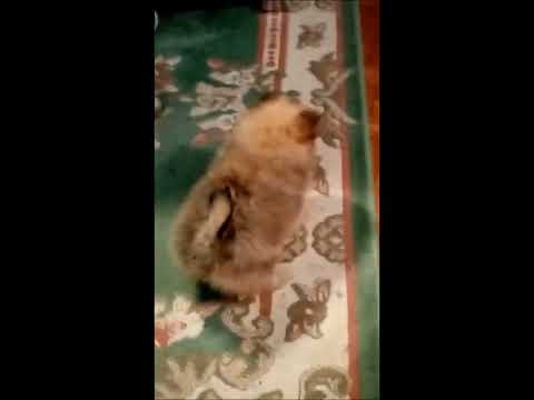 LE FENIL DES CANAILLES 7