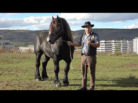 Caii lui Dorin Blenda de la Cluj - 2025 Nou!!!