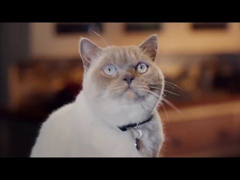 Young's Chip Shop Advert | Malcolm the Cat