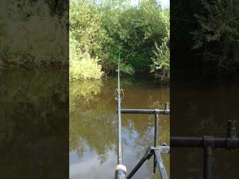 The moment every Barbel angler waits for... #3foottwitch #barbel #yorkshirebarbel #barbelfishing