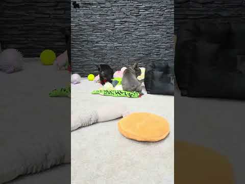 Video 5