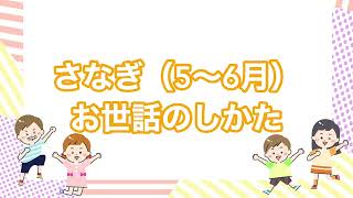 【生きもの元気通信vol.５】カブトムシを育ててみよう！