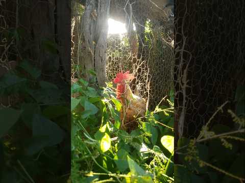 MINAS GERAIS COM TARDE DE SOL HOJE TERÇA-FEIRA  DIA 28 ABRIL ANDRELÂNDIA MG #andrelandiamg