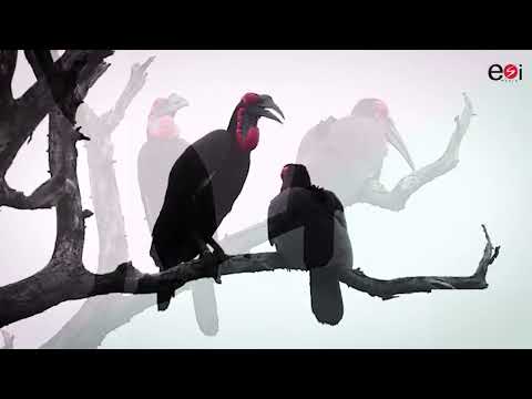 ANIMAL DOCUMENTARY OF EYE AKALAMAGBO [GROUND HONRBILL]
