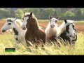 Horse Sound