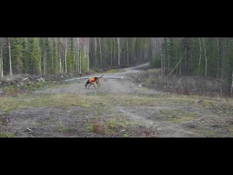 jakt hare jakt stövare