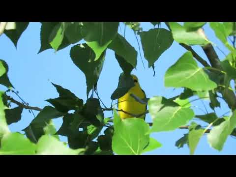 Oropéndola europea (Oriolus oriolus) Golden oriole 11/05/2019
