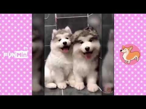 ⁦❤️⁩ كلاب وقطط لطيفه تقوم بأمور مضحكه⁦♥️⁩