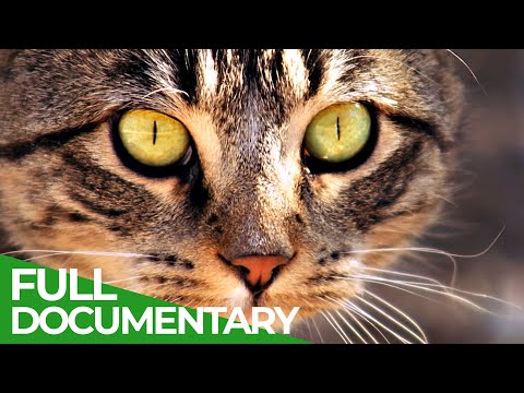 Animal's Super Senses Sight