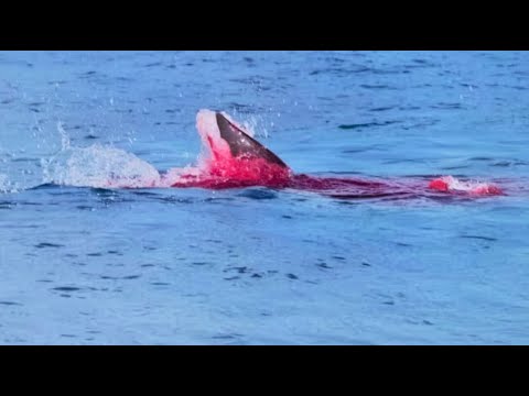 Diver beheaded by giant great white shark